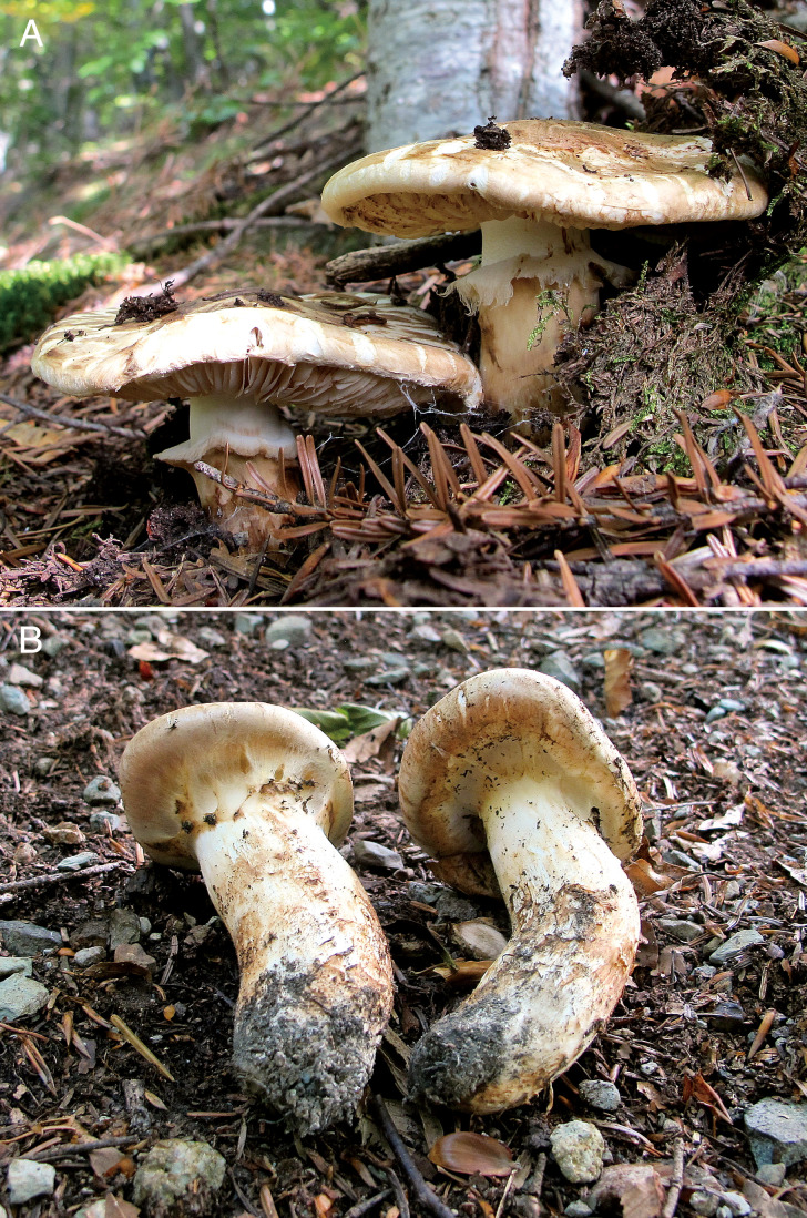 Fig. 1 - Basidiomata of Tricholoma matsutake
in a fir-beech mixed forest in Ukraine (photographed by NB). Mature
and open-veiled basidiomata (upper) and young basidiomata
(lower).