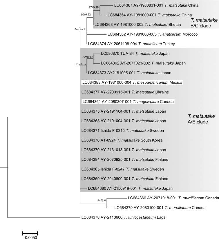 Fig. 4 - ML phylogenetic tree of the rpb2
gene of Tricholoma matsutake and closely related
species in the section Caligata. Bootstrap (BS) values > 60%
from ML trees (left) and Bayesian posterior probabilities (PP)
> 0.60 (right) are shown near the nodes.