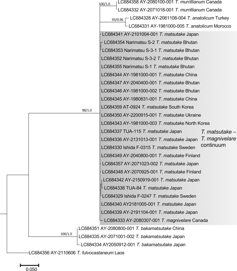 Fig. 3 - ML phylogenetic tree of the nuc rDNA IGS1 region
of Tricholoma matsutake and closely related
species in the section Caligata. Bootstrap (BS) values > 60%
from ML trees (left) and Bayesian posterior probabilities (PP)
> 0.60 (right) are shown near the nodes.