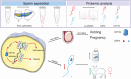 Graphical Abstract