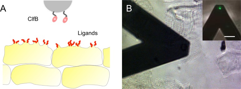 FIG 1 