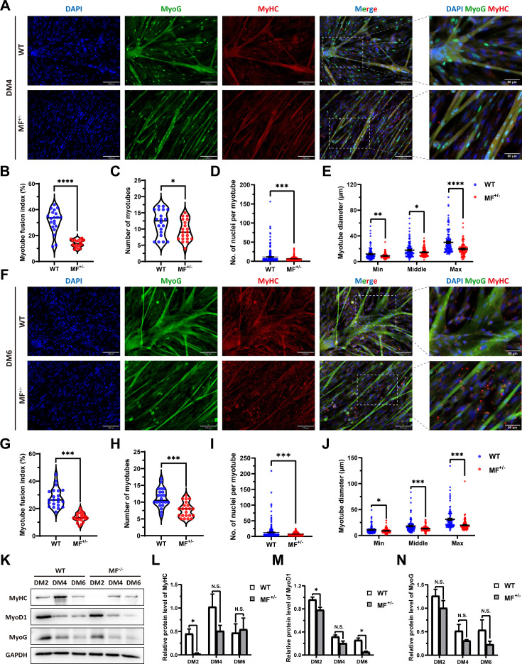 Figure 3—figure supplement 1.