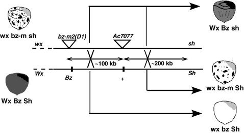 Fig. 1.