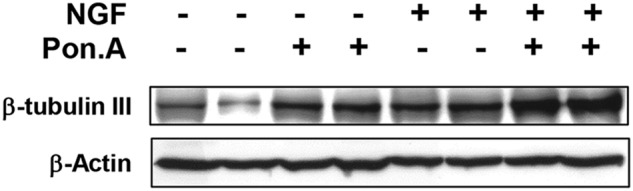 Figure 3F.