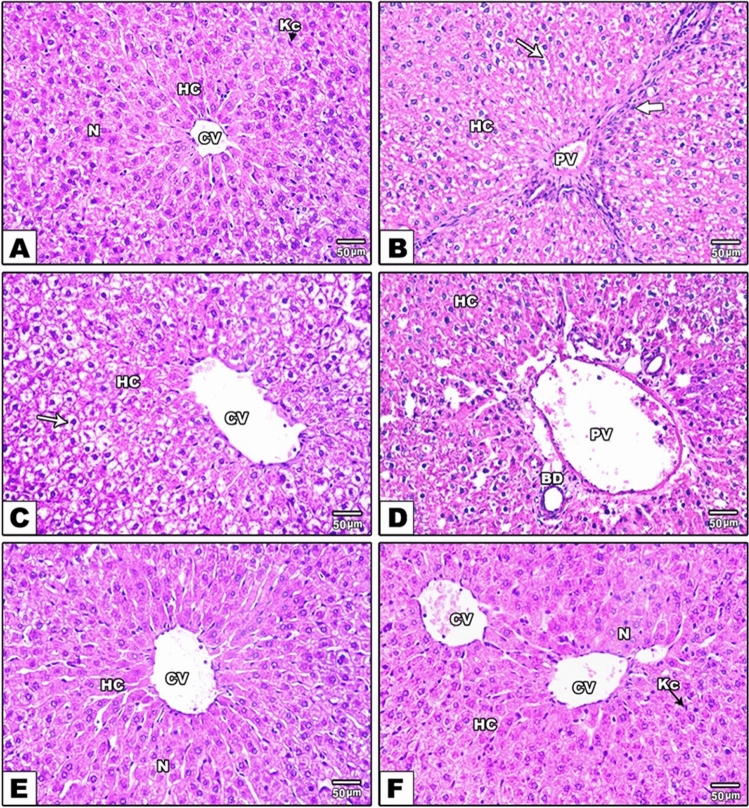 Fig. 5
