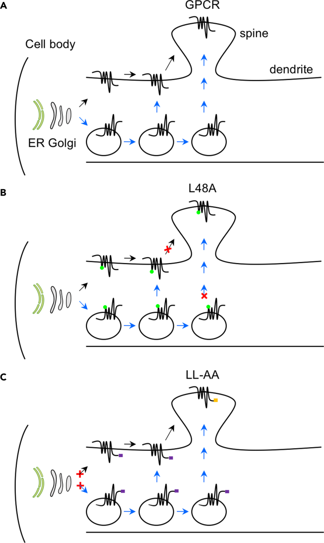 Figure 7