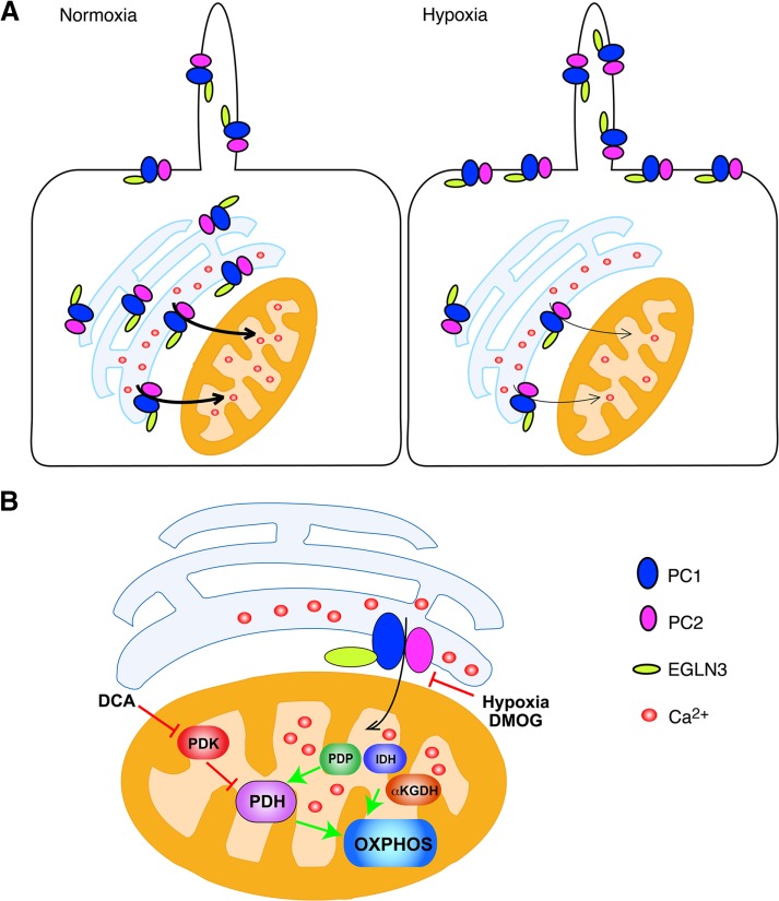 FIGURE 5: