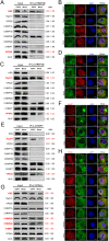 Fig 10