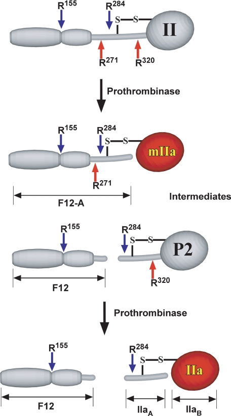 SCHEME 1.