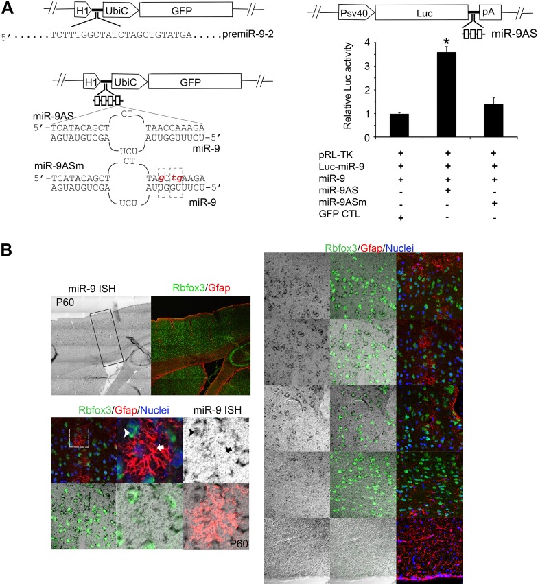 Figure 2—figure supplement 1.