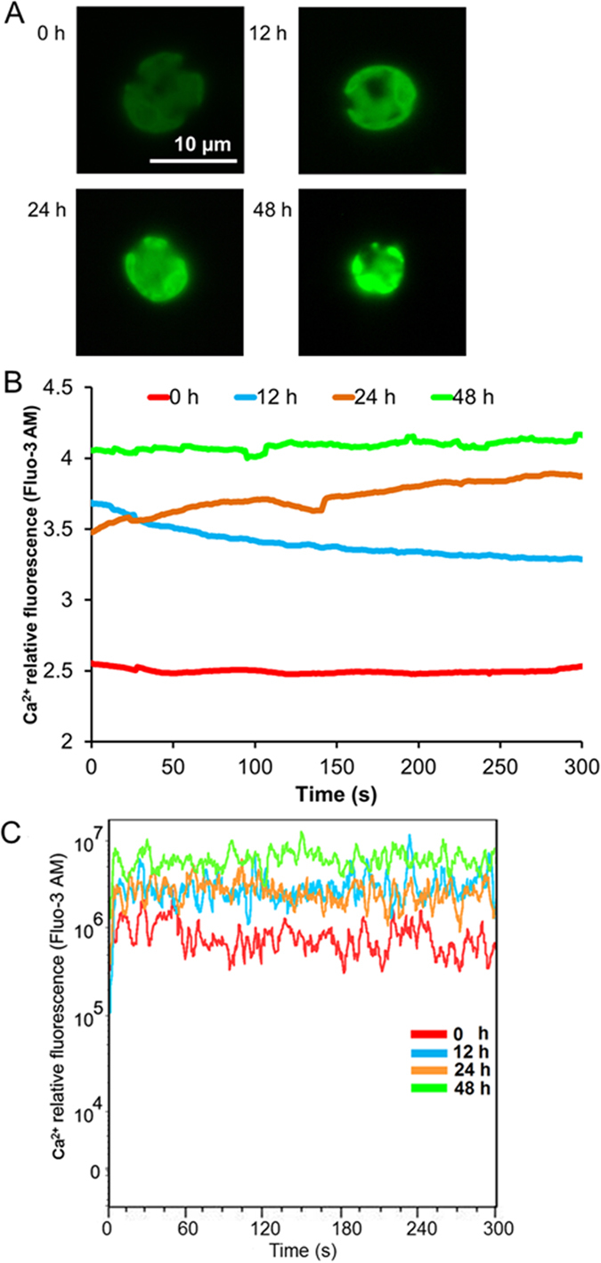 Figure 5