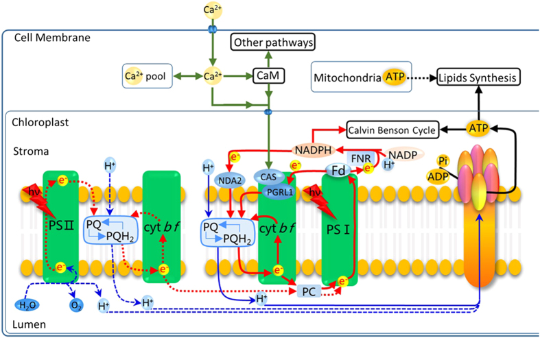 Figure 7