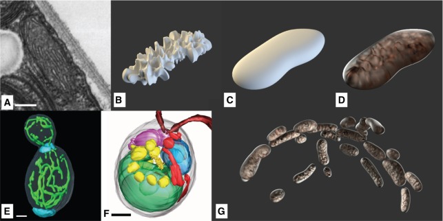 Figure 12: