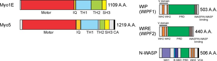 FIGURE 1: