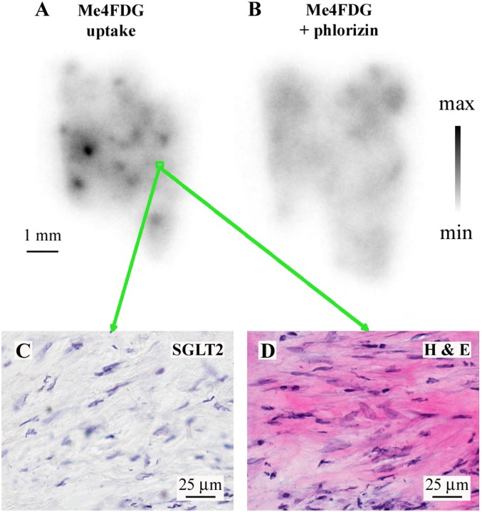 Fig. S4.