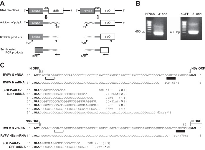 FIG 3