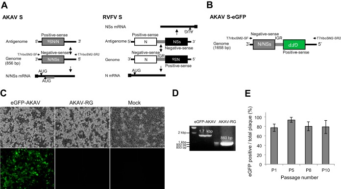 FIG 1