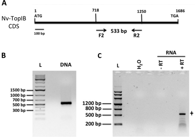 Figure 2.