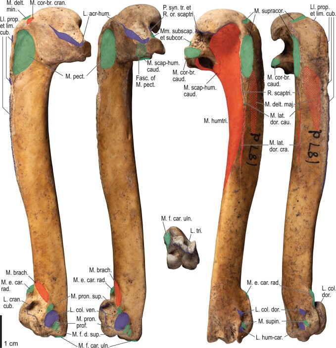 Fig. 27