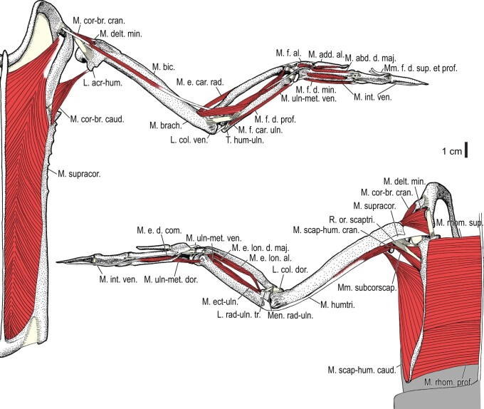 Fig. 37