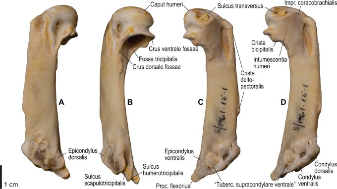 Fig. 20