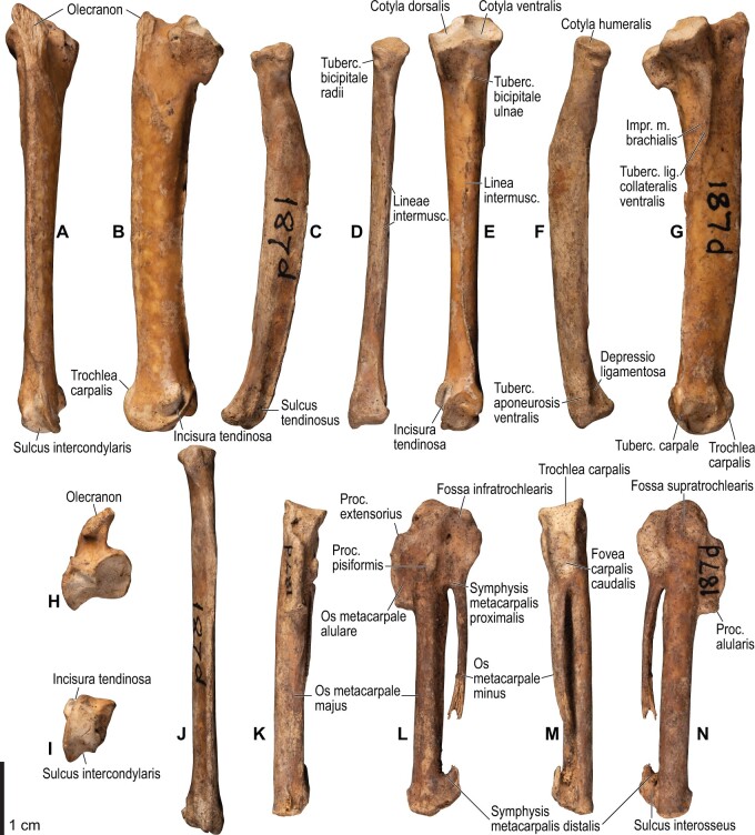 Fig. 28