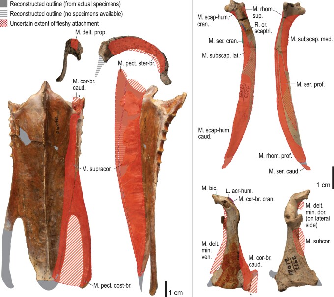 Fig. 31