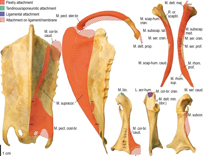 Fig. 5