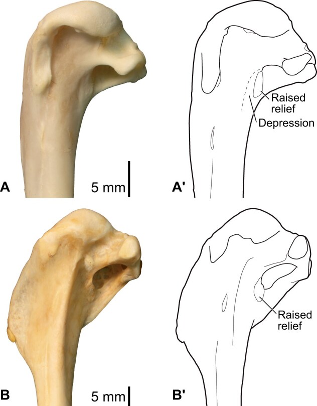 Fig. 41