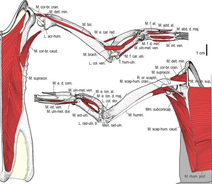 Fig. 39