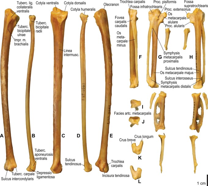 Fig. 8