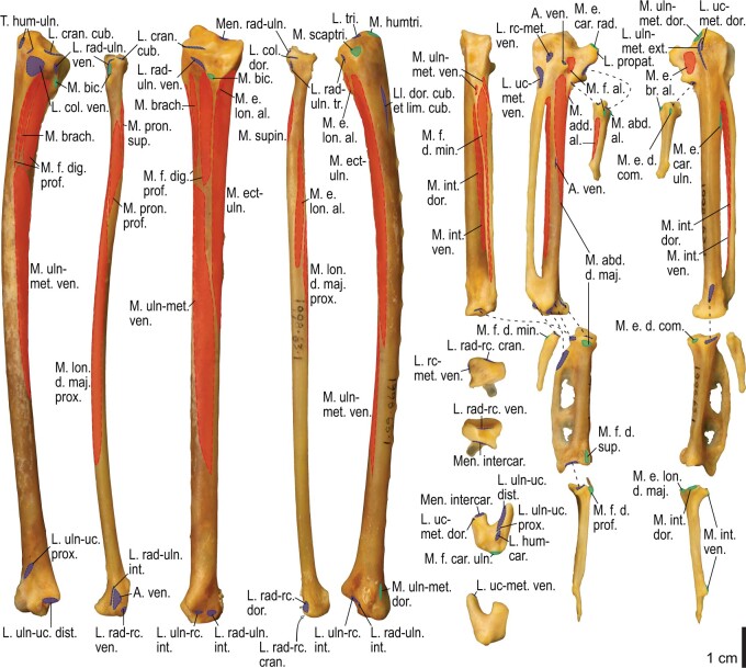 Fig. 9