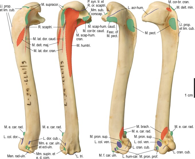 Fig. 13