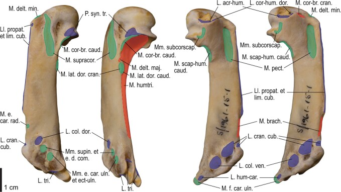 Fig. 21