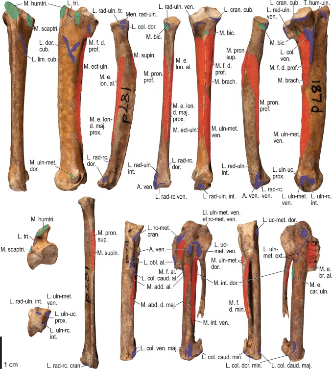 Fig. 29