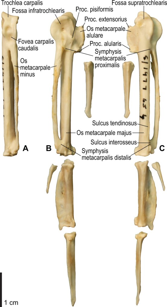 Fig. 16