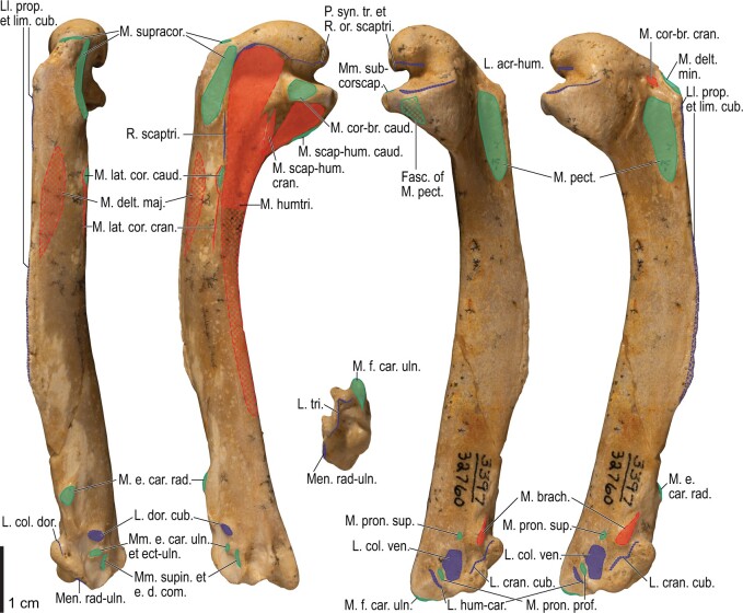 Fig. 33