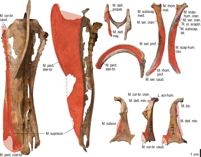 Fig. 25