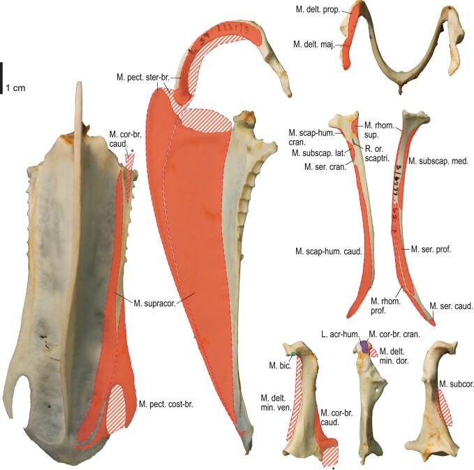 Fig. 11