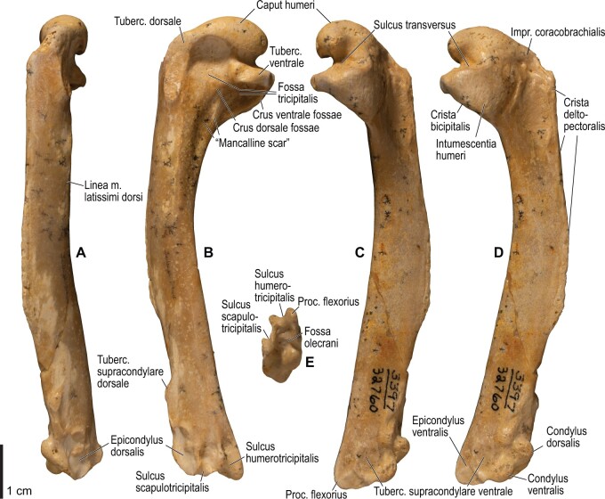 Fig. 32