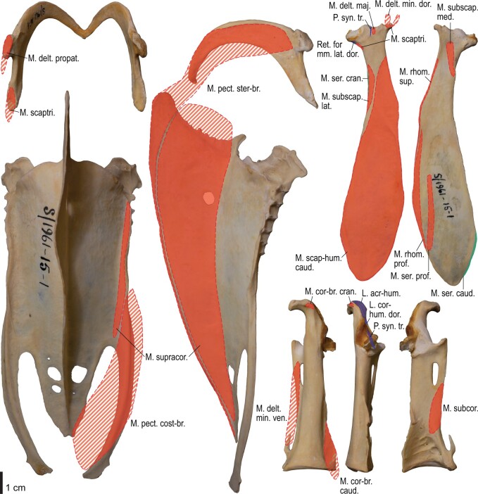 Fig. 19