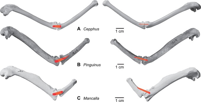 Fig. 43