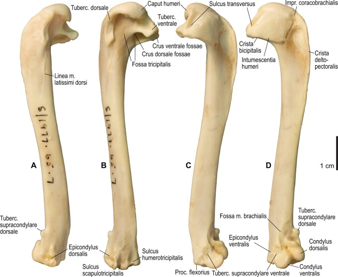 Fig. 12