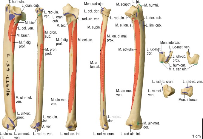 Fig. 15