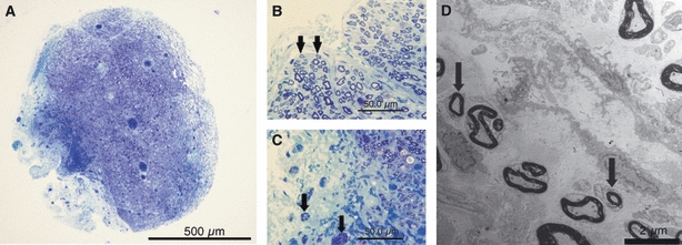 Fig. 10