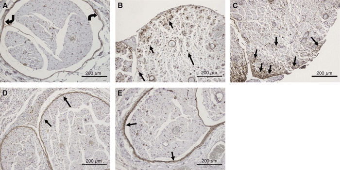 Fig. 11