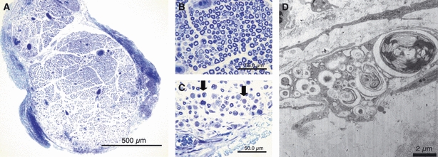 Fig. 8