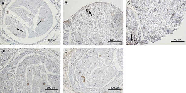 Fig. 12