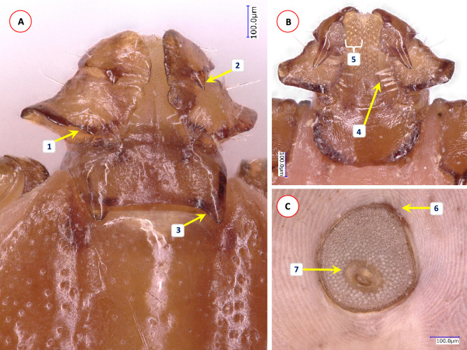 Fig. 3