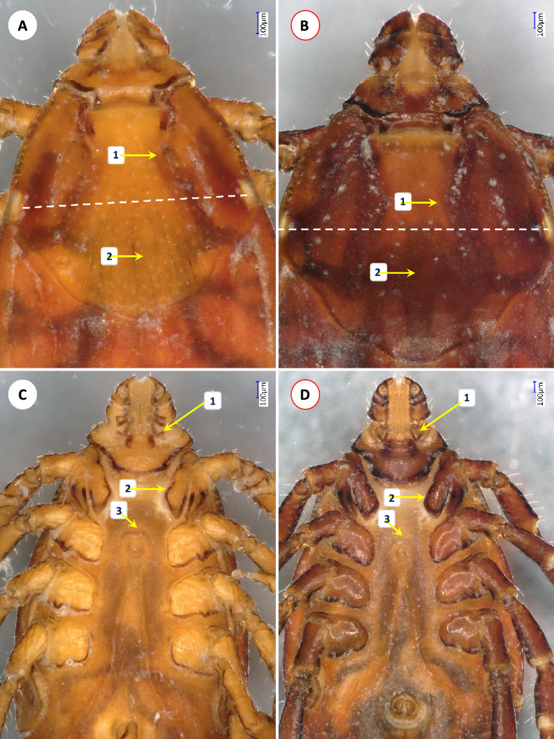 Fig. 1